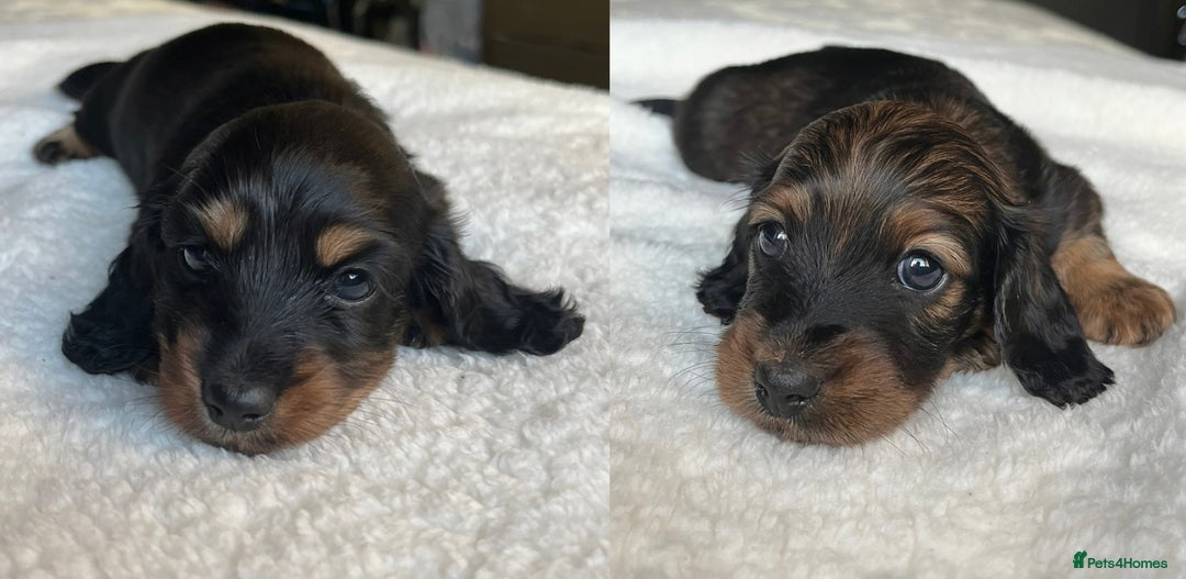 Miniature Dachshund dogs for sale: KC Long Hair Mini Dachshunds  - Advert 19