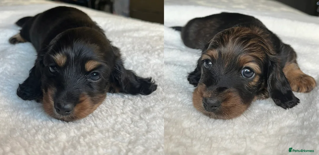 Miniature Dachshund dogs for sale: KC Long Hair Mini Dachshunds  - Advert 20