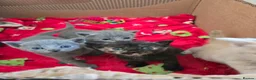 Mixed Breed cats for sale: 6x Gorgeous kittens - Advert 23