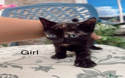 Mixed Breed cats for sale: *READY NOW* 3 beautiful kittens  - Image 11