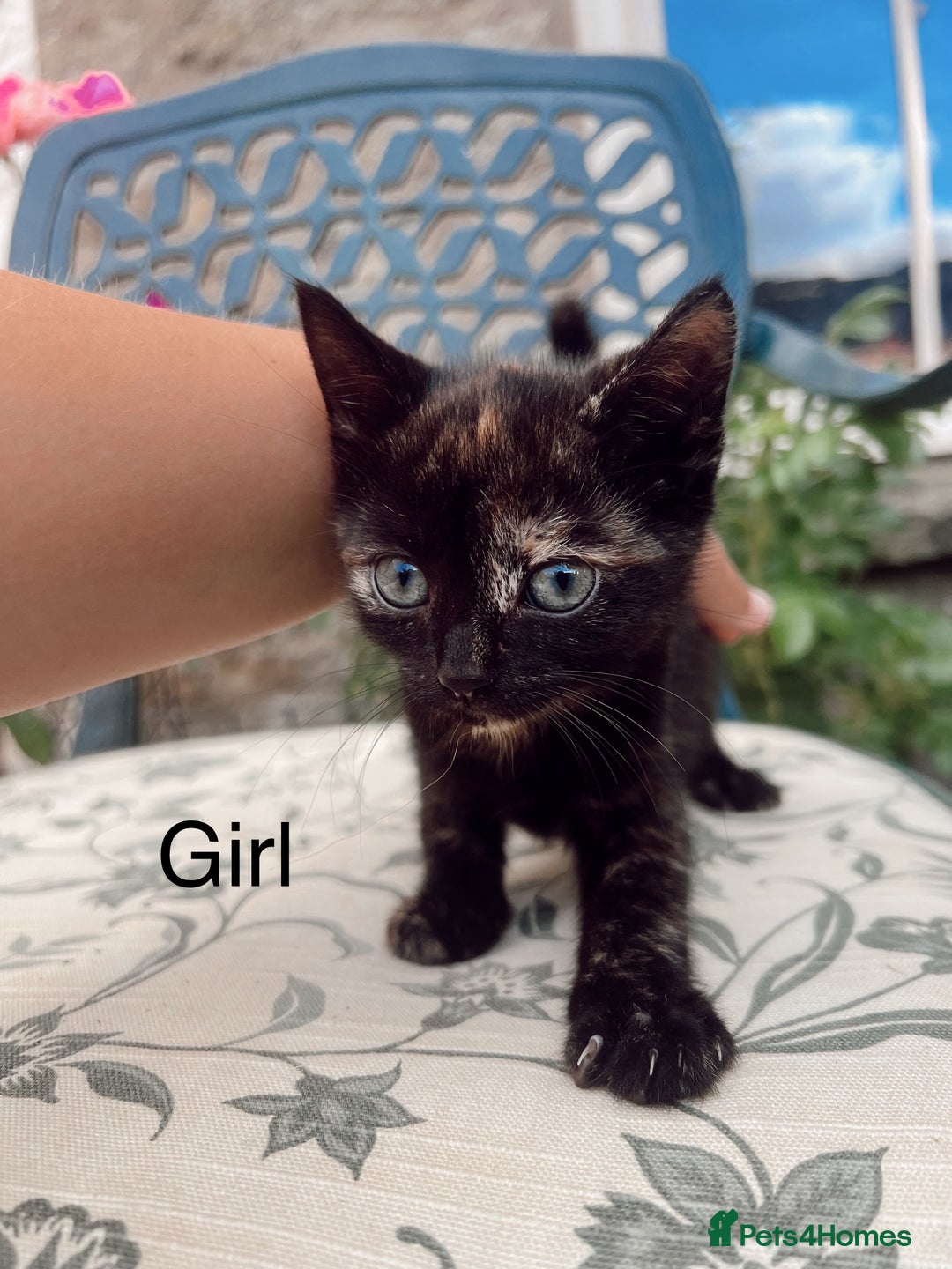Mixed Breed cats for sale: *READY NOW* 3 beautiful kittens  - Image 11