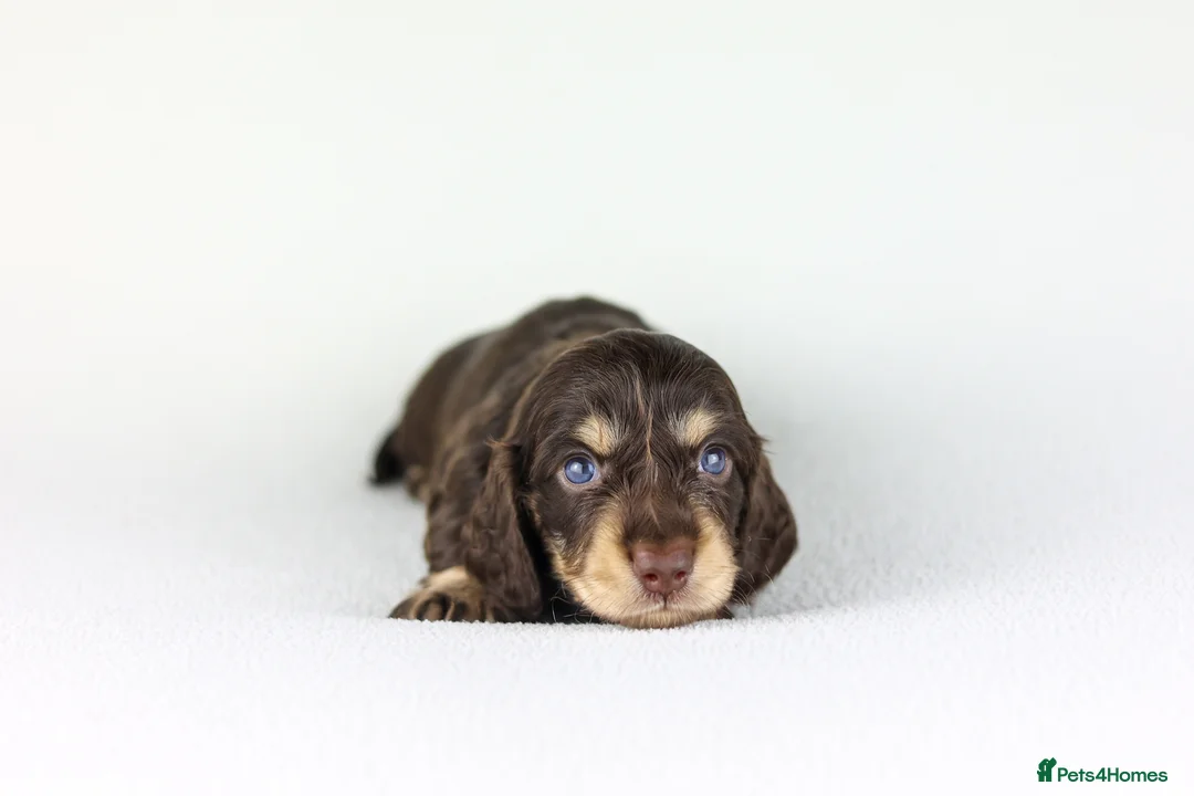 Miniature Dachshund dogs for sale: Long haired mini daschunds  - Advert 16