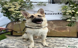 German Shepherd dogs for sale: 7 beautiful German Shepherd puppies  - Image 5
