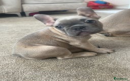 French Bulldog dogs for sale: French bulldog puppies  - Image 5
