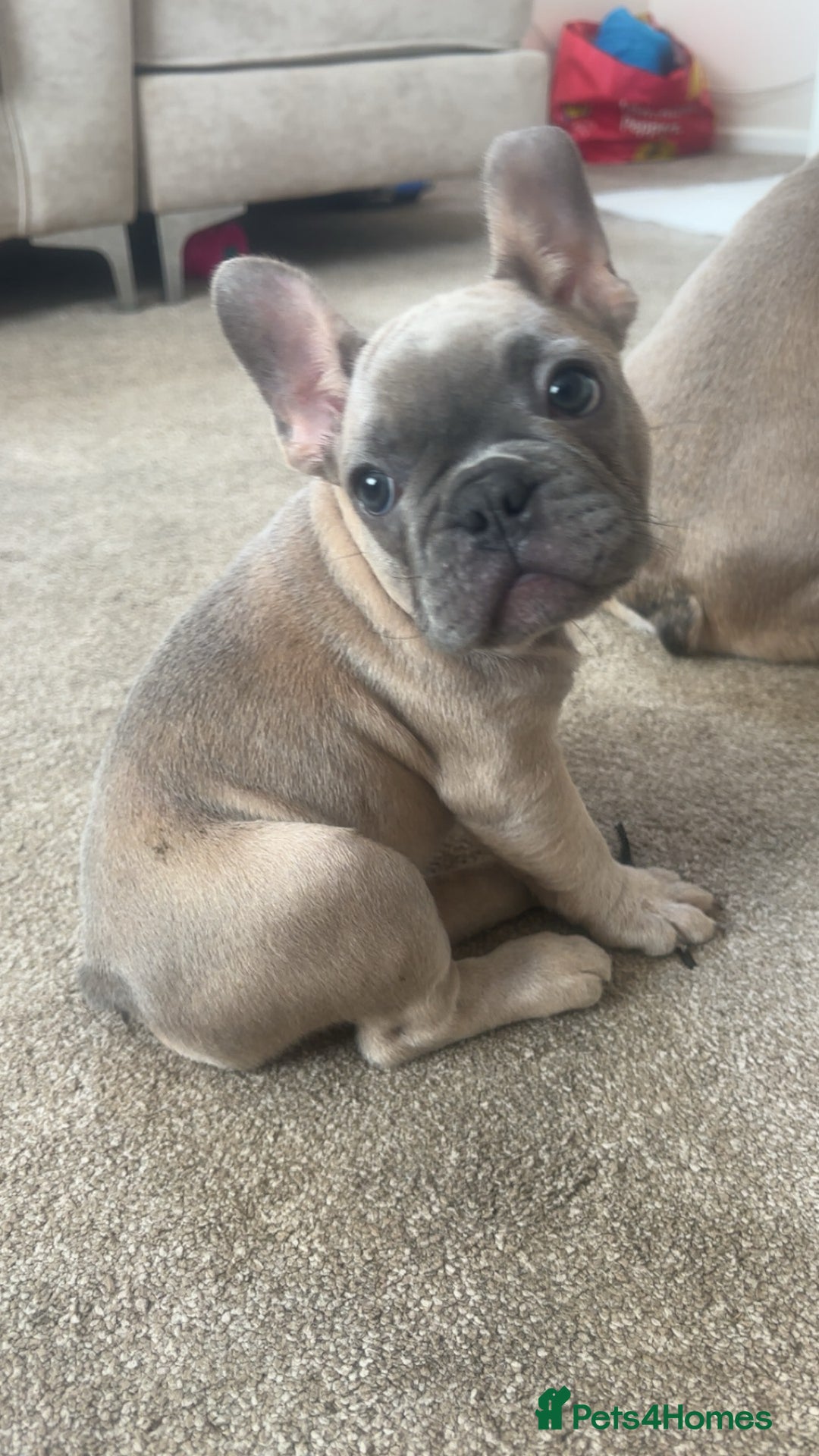 French Bulldog dogs for sale: French bulldog puppies  - Image 5