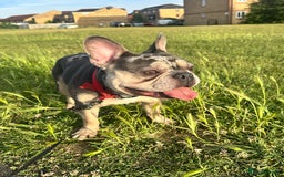 French Bulldog dogs for sale: 2yr old male *free to the right home* - Image 1