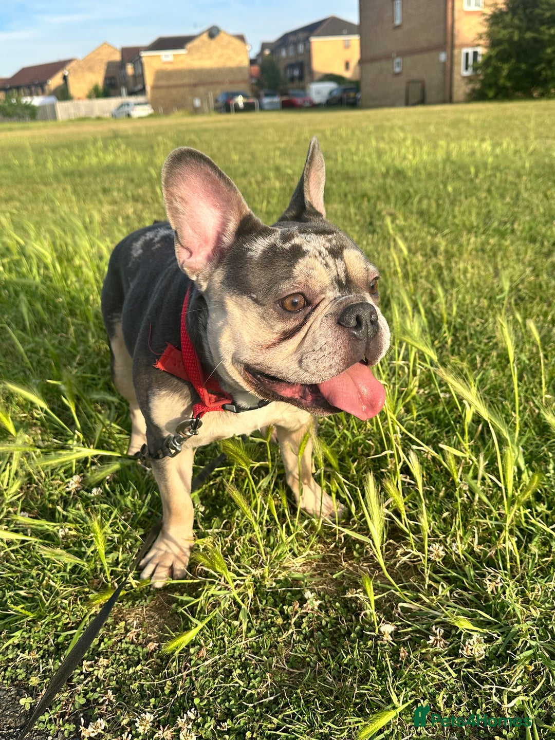 French Bulldog dogs for sale: 2yr old male *free to the right home* - Image 1
