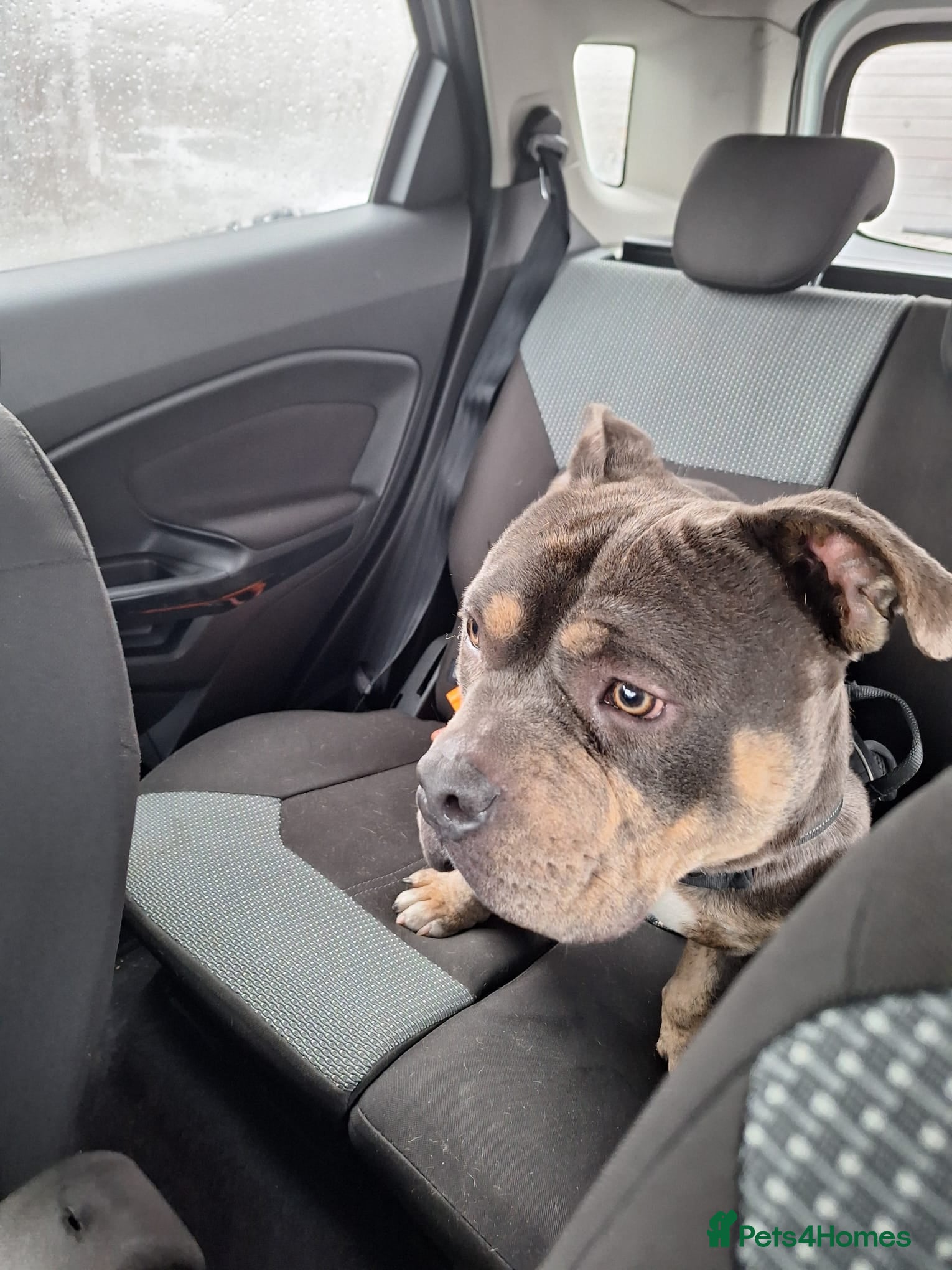 Mixed Breed dogs Male pocket bully.  - Advert 4