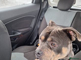 Mixed Breed dogs Male pocket bully. - Advert 4