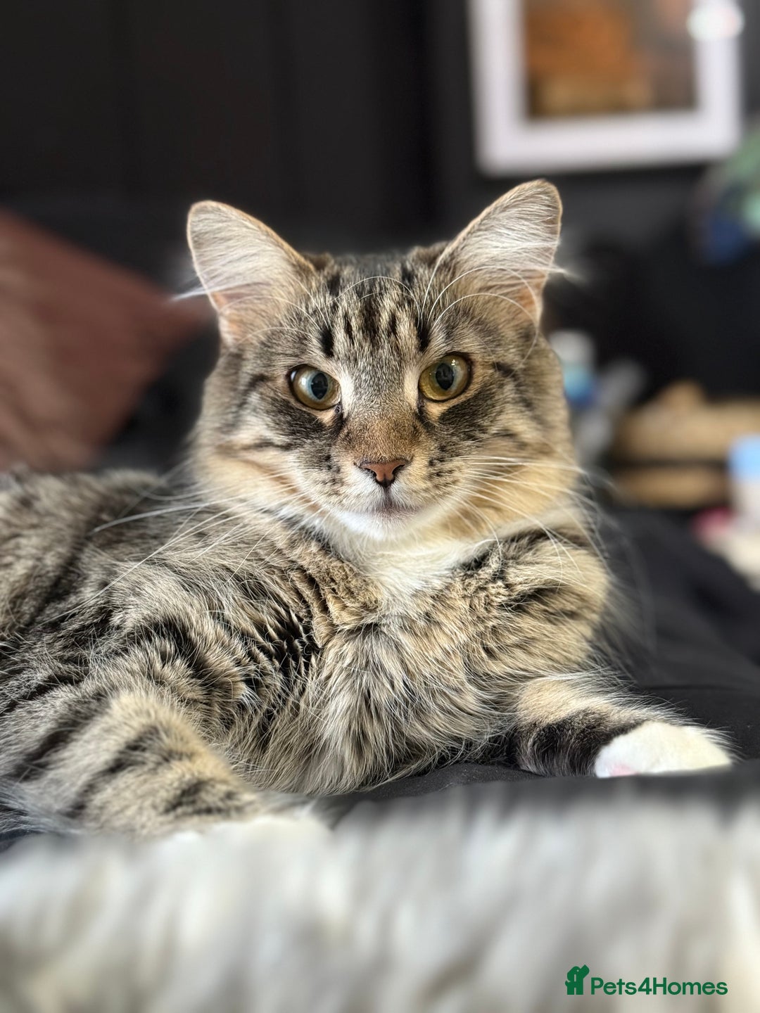 Bengal cats for sale: Gorgeous friendly girl for rehome🤍 - Advert 1