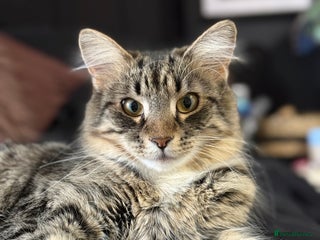 Bengal cats Gorgeous friendly girl for rehome🤍 - Advert 1