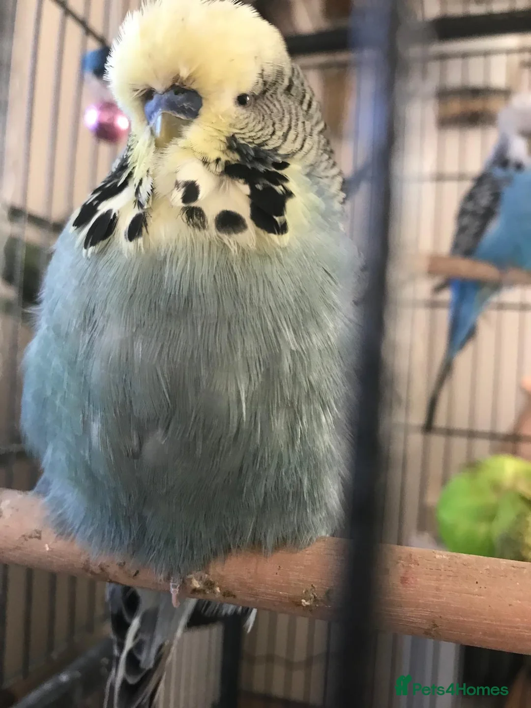 Budgerigars birds for sale: Exhibition budgie looking for a new home - Advert 2