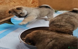 Mixed Breed dogs for sale: Chowsky puppies  chow chow  - Image 20