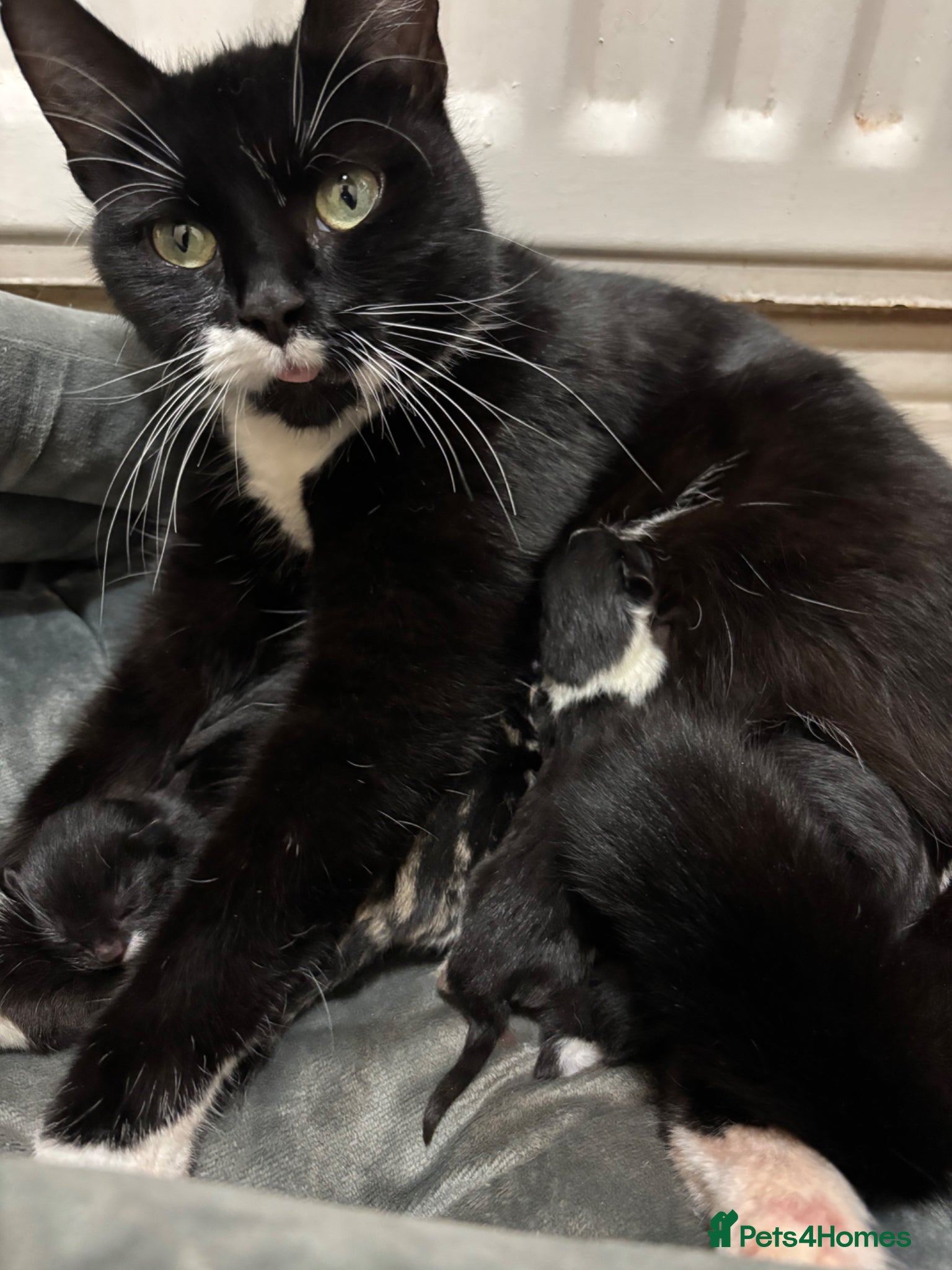 Mixed Breed cats Three female Kittens.  - Advert 6