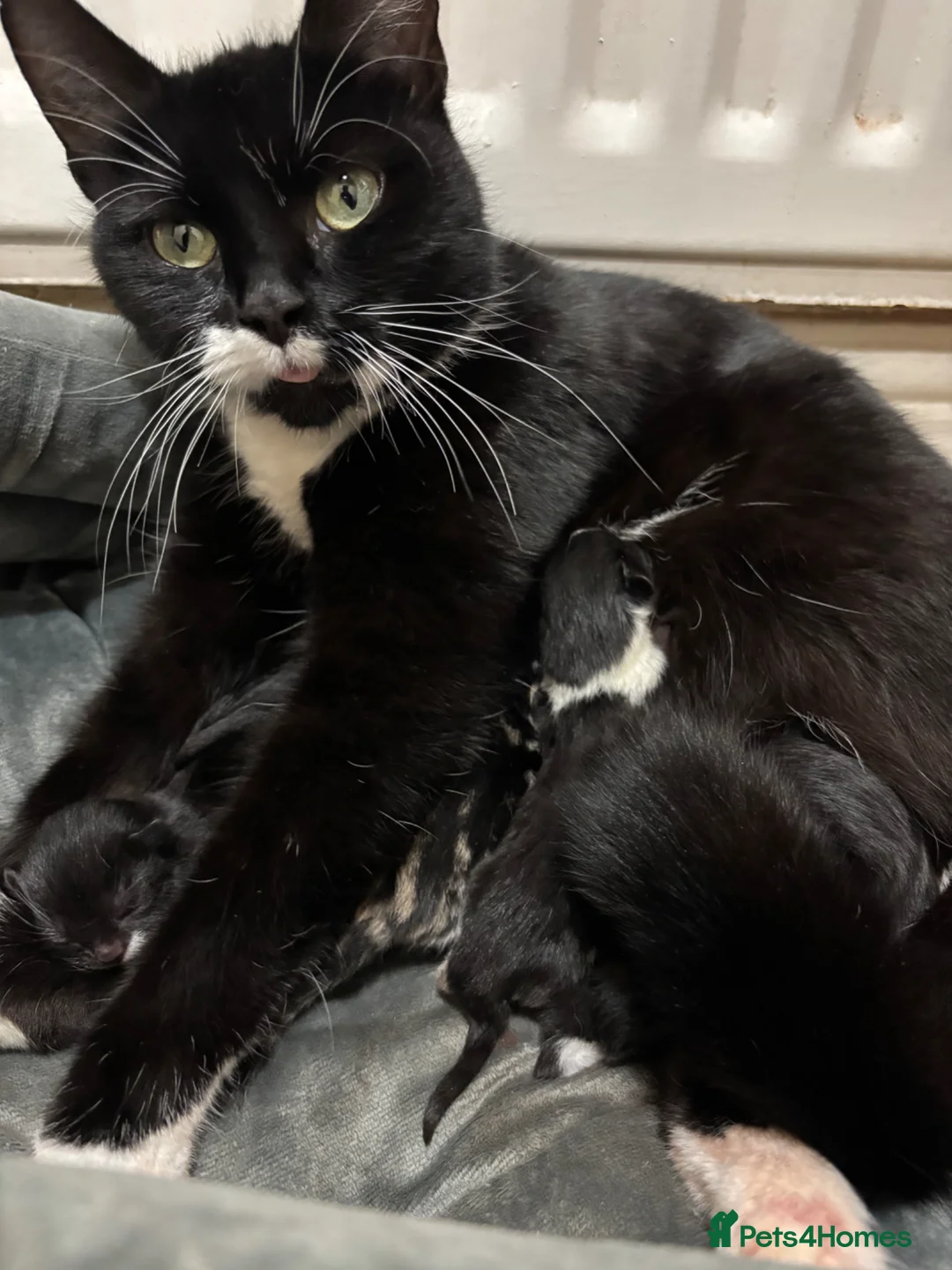 Mixed Breed cats for sale: Three female Kittens.  in Stoke-on-Trent - Advert 1