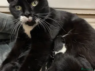 Mixed Breed cats Three female Kittens. - Advert 6