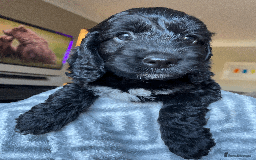 Cockapoo dogs for sale: Beautiful Thick coated Fluffy F1 Toy Cockapoo pups - Advert 16