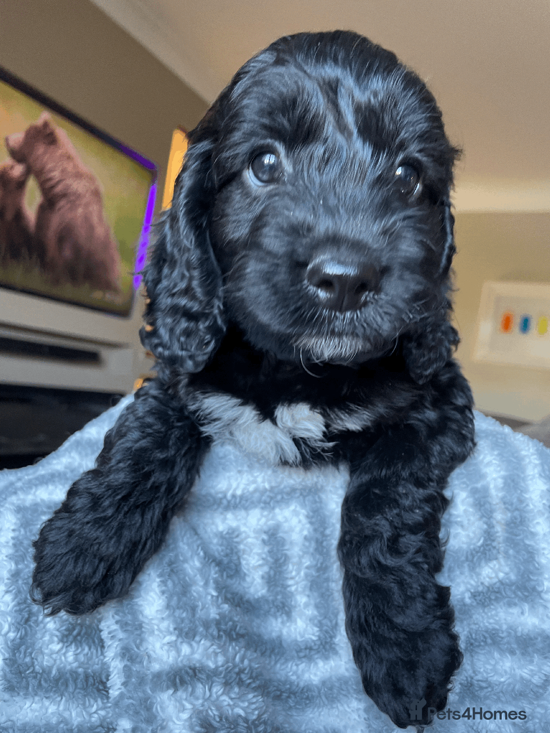 Cockapoo dogs for sale: Beautiful Thick coated Fluffy F1 Toy Cockapoo pups - Advert 16