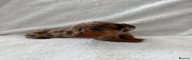 Miniature Dachshund 2