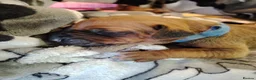 Rhodesian Ridgeback dogs for sale: Beautiful Rhodesian Ridgeback puppies-Family pet - Advert 36