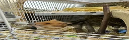 Hamster rodents for sale: 🐹 Male Syrian Hamster + Full Large Habitat 4 cage in Birmingham - Advert 5