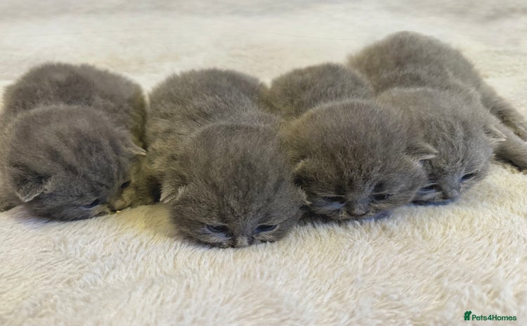 British Shorthair cats ✨British Shorthair Kittens–Register Your Interest✨ - Advert 4