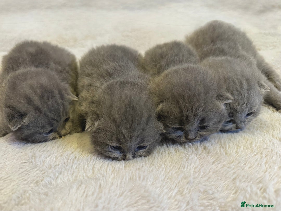 British Shorthair cats for sale: ✨British Shorthair GCCF 5 generation Pedigree✨ - Advert 2