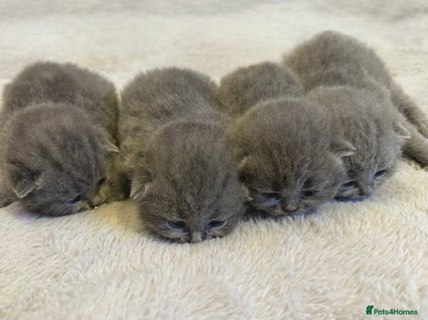 British Shorthair cats ✨British Shorthair Kittens–Register Your Interest✨ - Advert 4