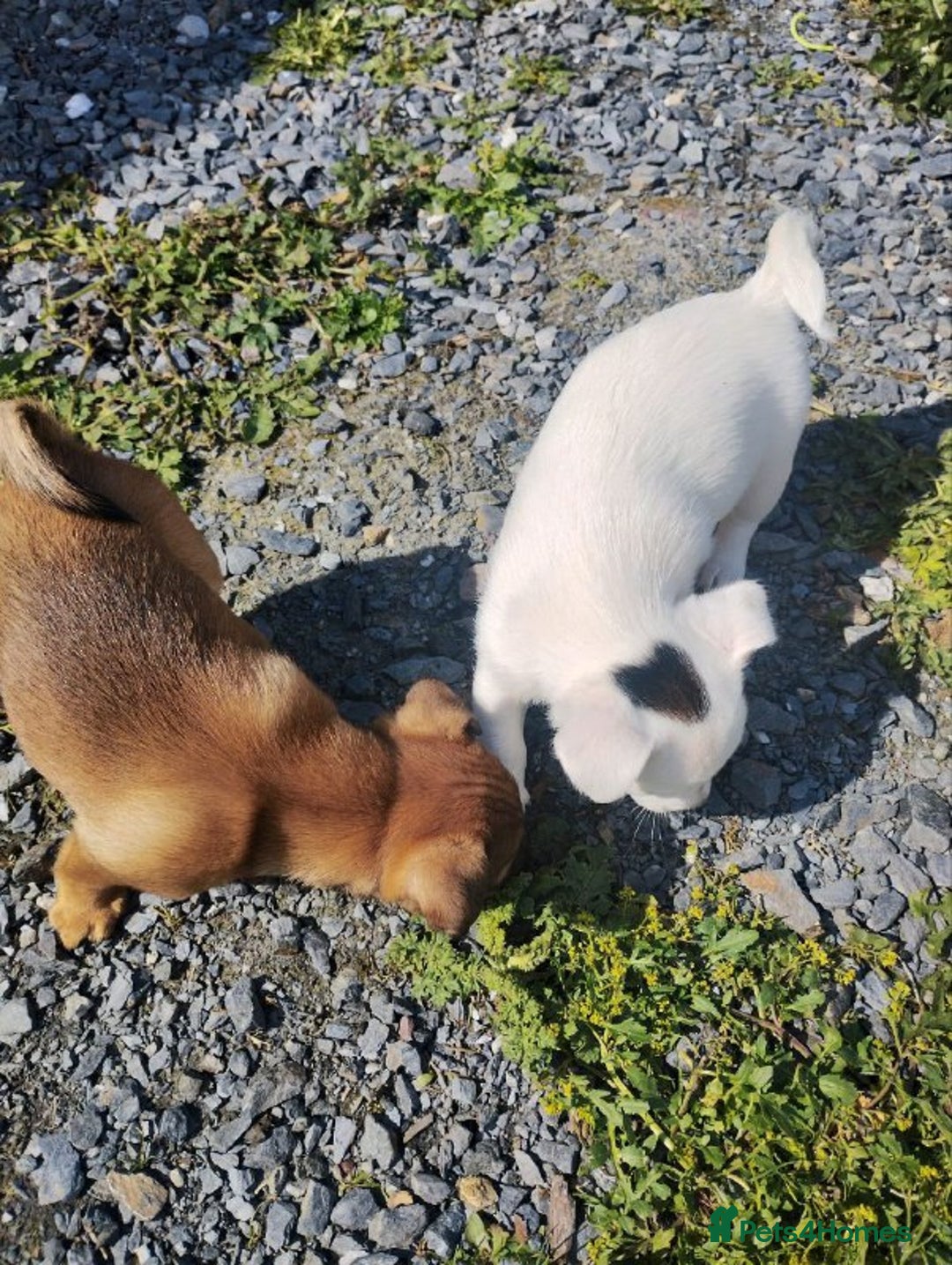 Jack Russell dogs for sale: Beautiful Jack Russel Puppies - Advert 9