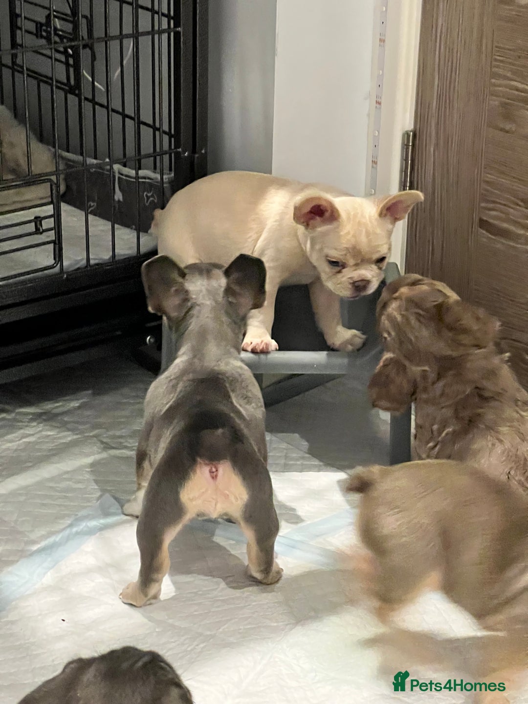 French Bulldog dogs for sale: Big Rope, Big Rope Fluffy & French Bullg - Advert 13