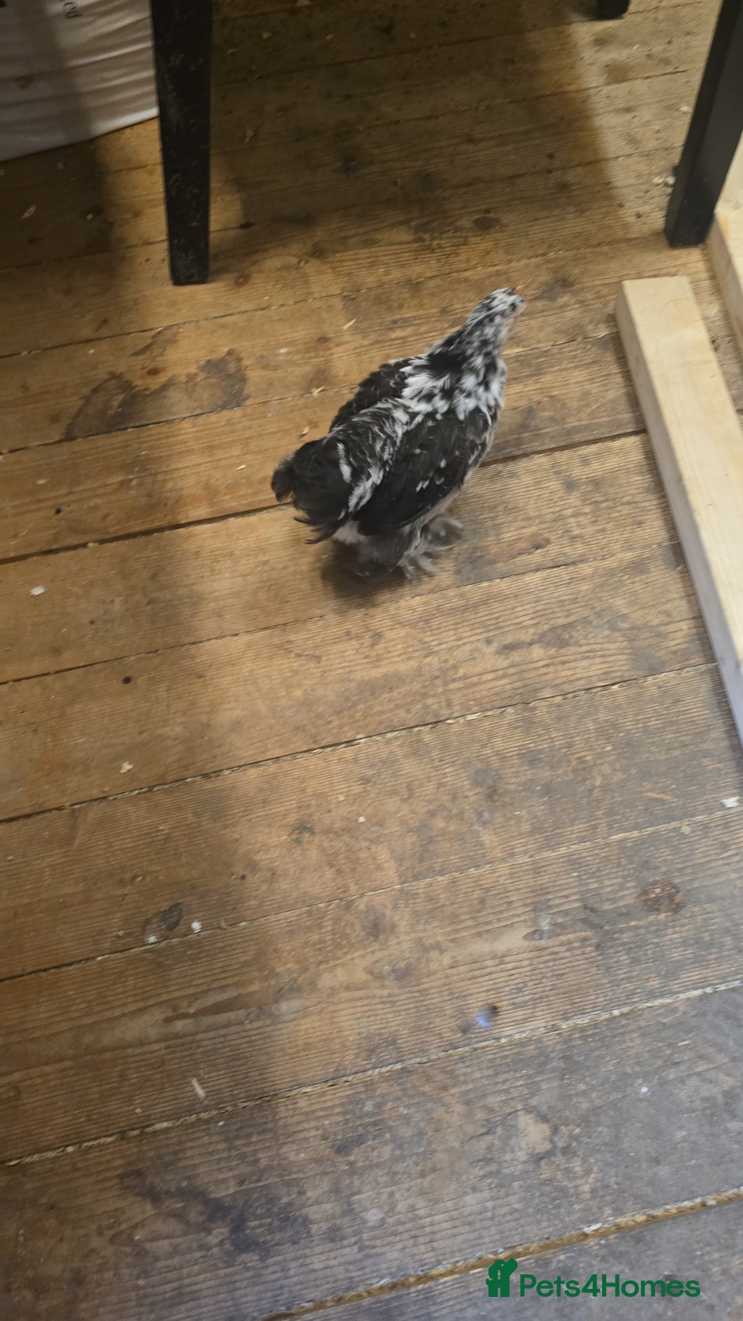 Chickens poultry for sale: Pekin bantams 6 weeks old  - Advert 2