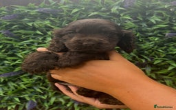 Cocker Spaniel dogs for sale: VERY SPECIAL SOLID CHOCOLATE SHOW TYPES - Image 2