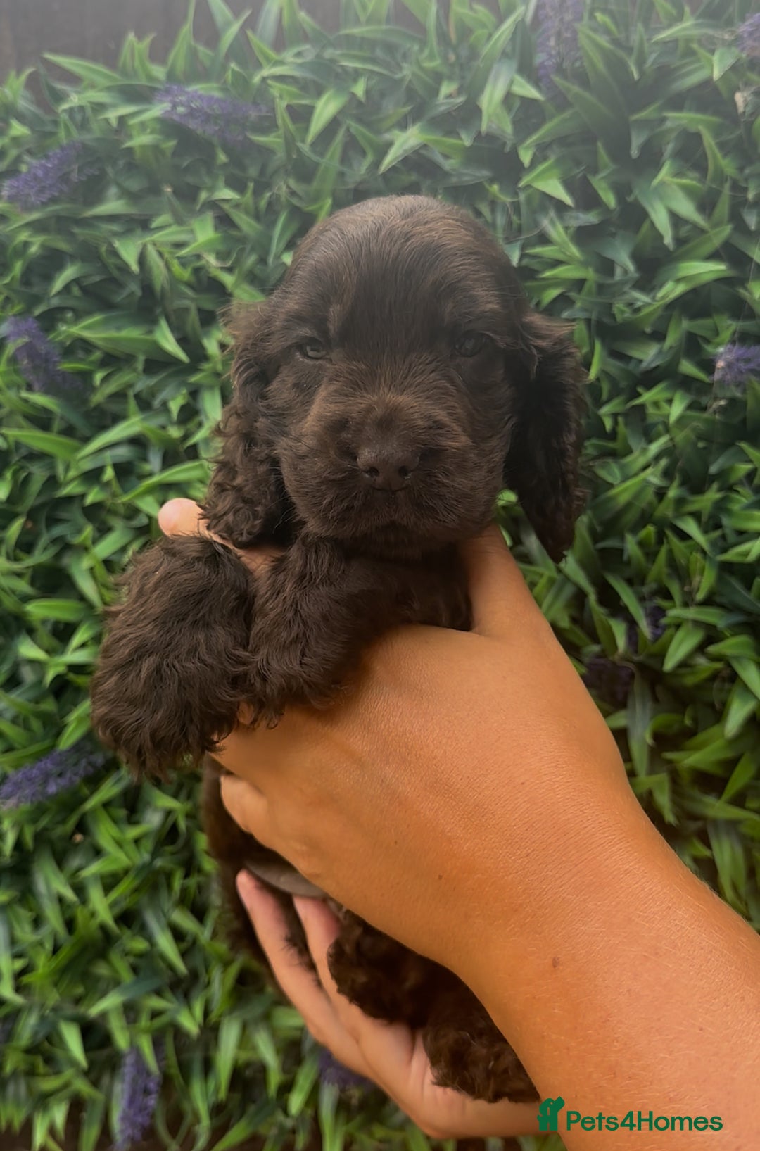 Cocker Spaniel dogs for sale: VERY SPECIAL SOLID CHOCOLATE SHOW TYPES - Image 2