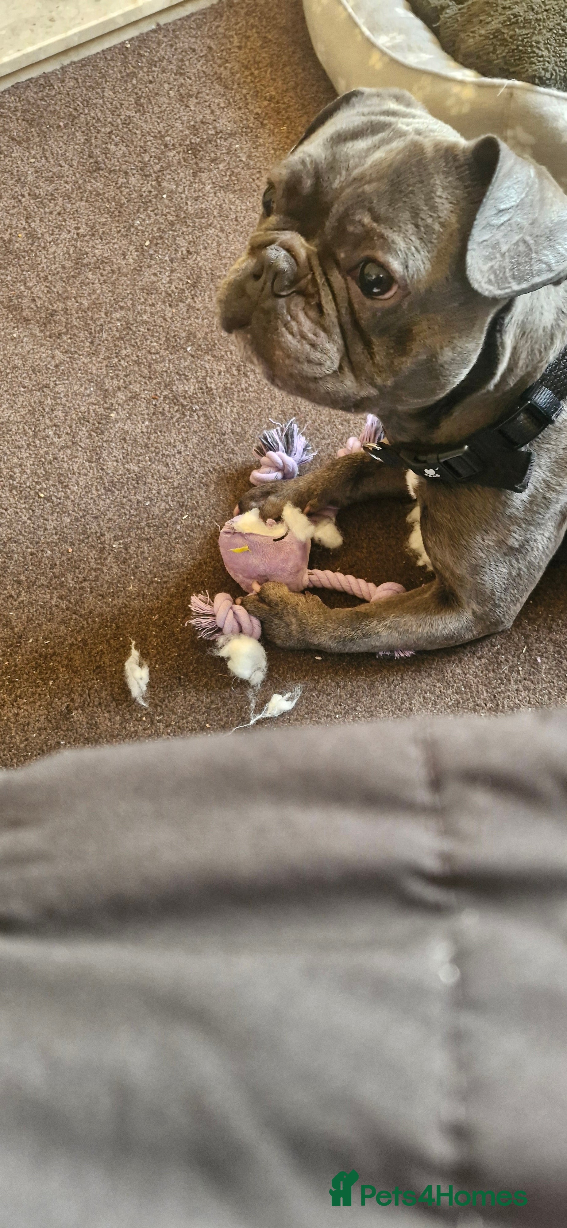 French Bulldog dogs Blue french bulldog - Advert 13