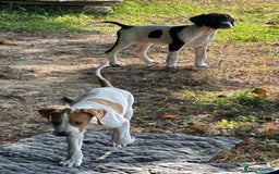 Pointer dogs for sale: KC registered Pointer Puppies, ready to leave - Image 8