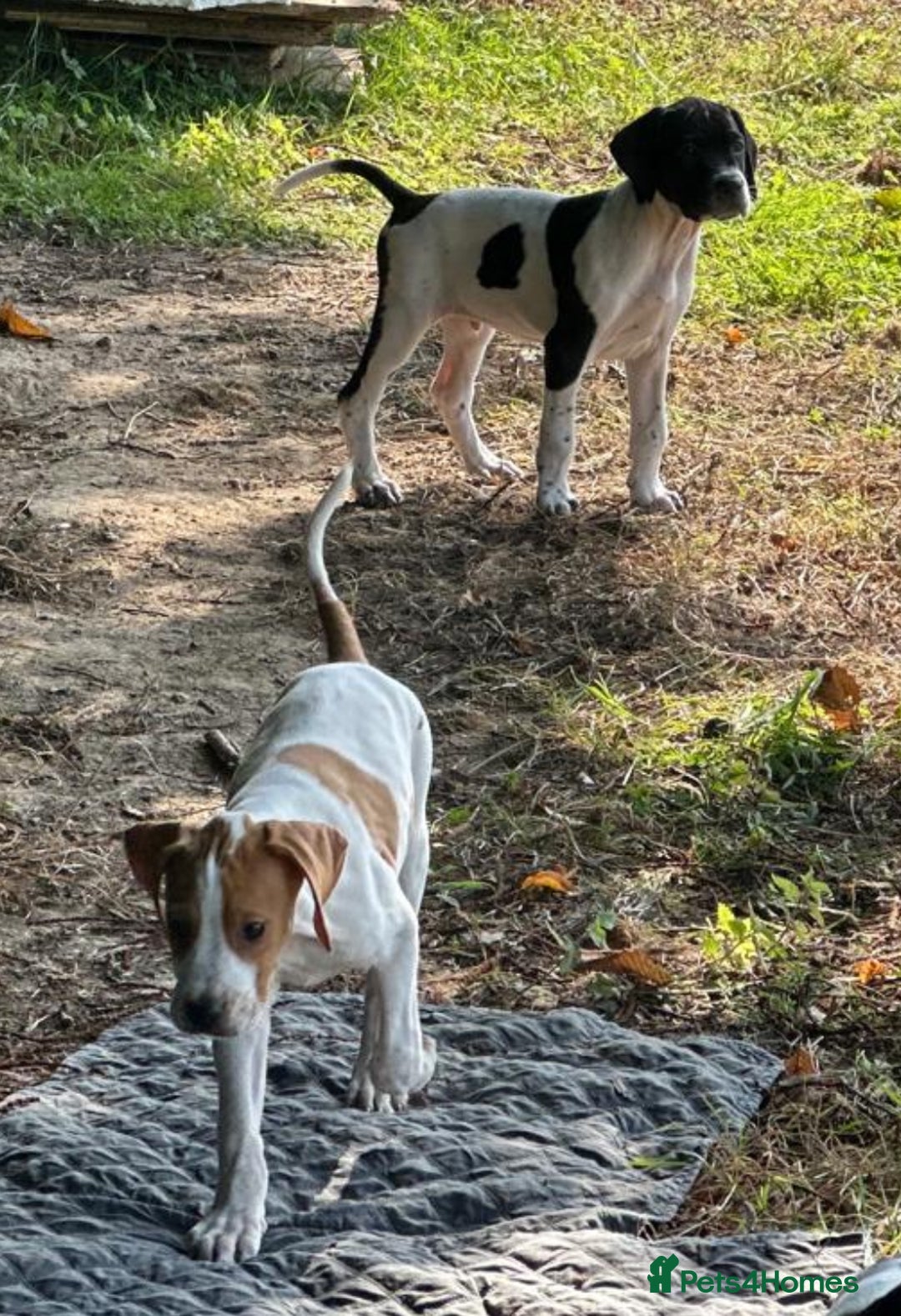 Pointer dogs for sale: KC registered Pointer Puppies, ready to leave - Image 8