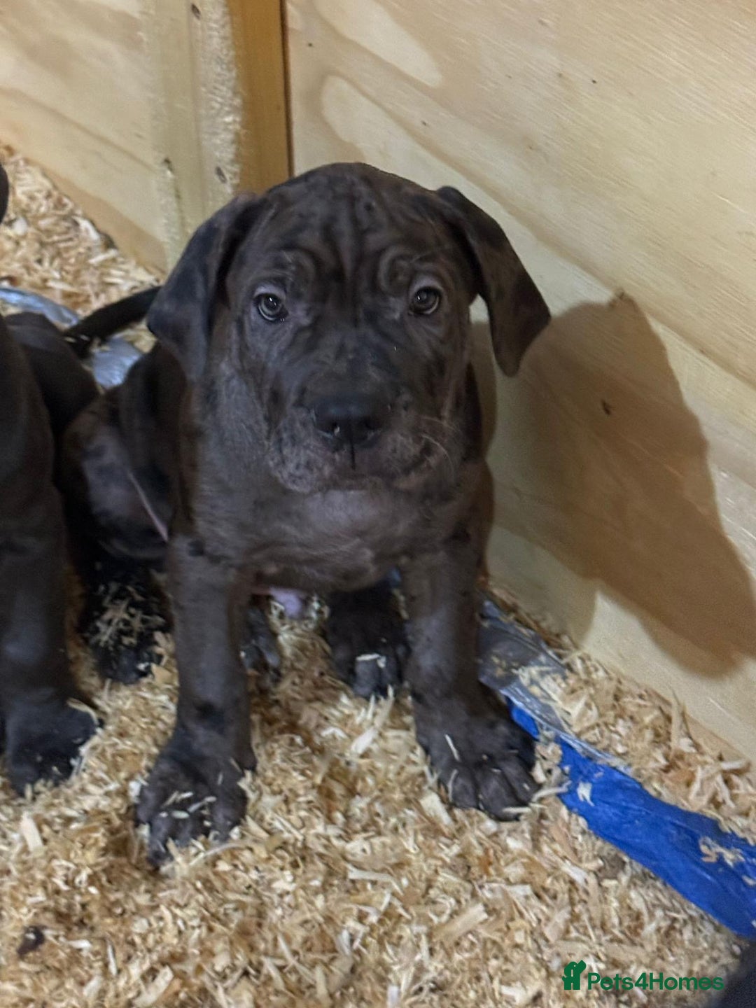 Cane Corso dogs for sale: Beautiful Cane Corso Puppies. - Advert 12