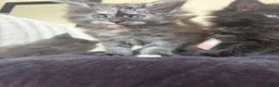 Maine Coon cats for sale: Stunning,ACTIVE,TICA Registered,MaineCoon Kittens - Advert 4