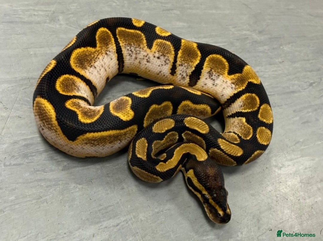 Python Snake reptiles for sale: Royal pythons  - Advert 3