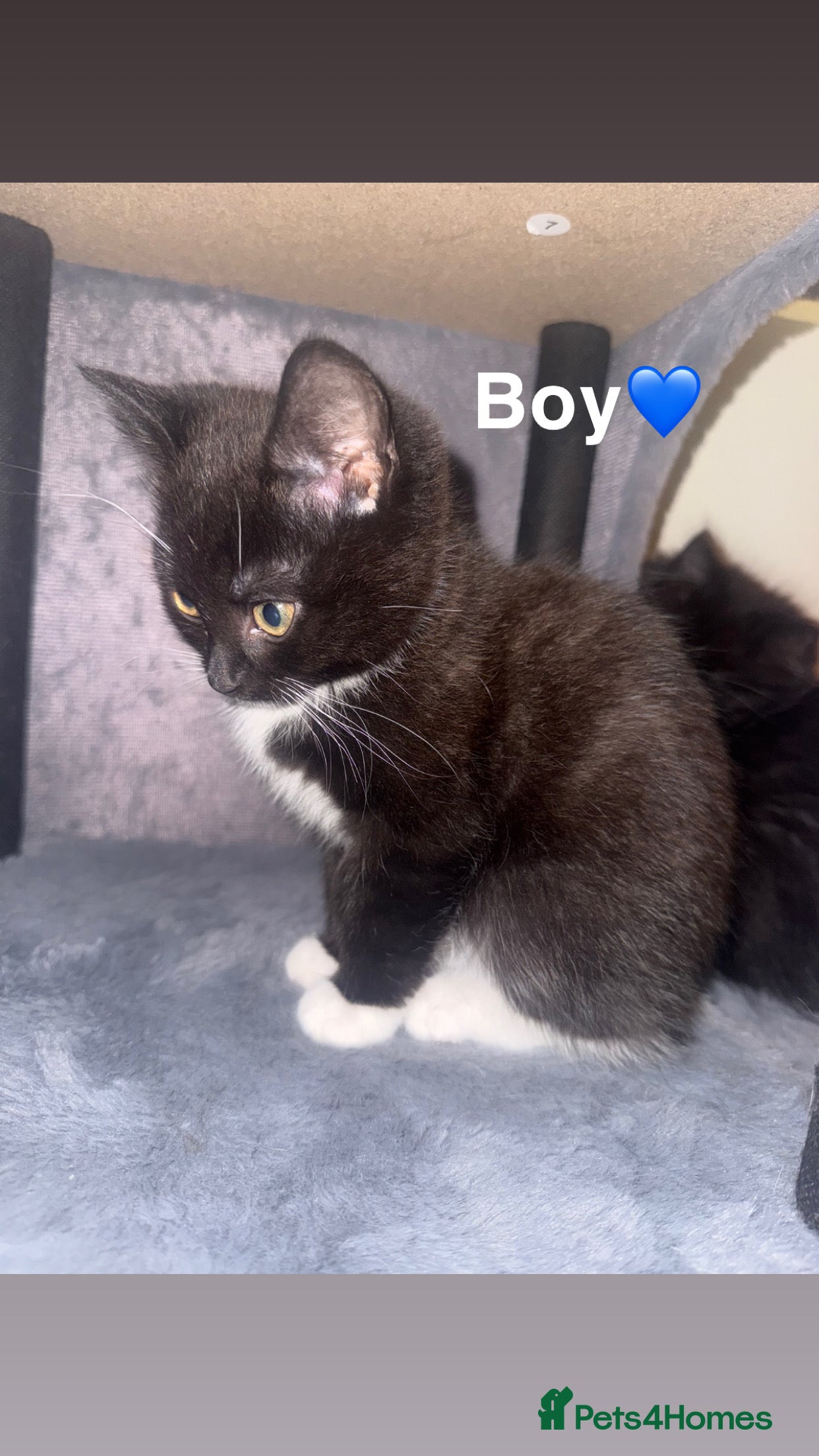 Mixed Breed cats 2 beautiful British shorthair X kittens - Advert 3