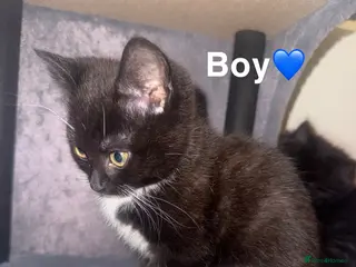 Mixed Breed cats 2 beautiful British shorthair X kittens - Advert 3