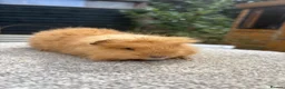 Guinea Pig rodents for sale: Pure Swiss Guinea Pig Boars (Bonded Dad and Son) - Advert 3
