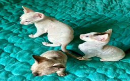 Cornish Rex cats for sale: 🌟 Pure Cornish Rex Kittens Ready for Reservation! - Image 8