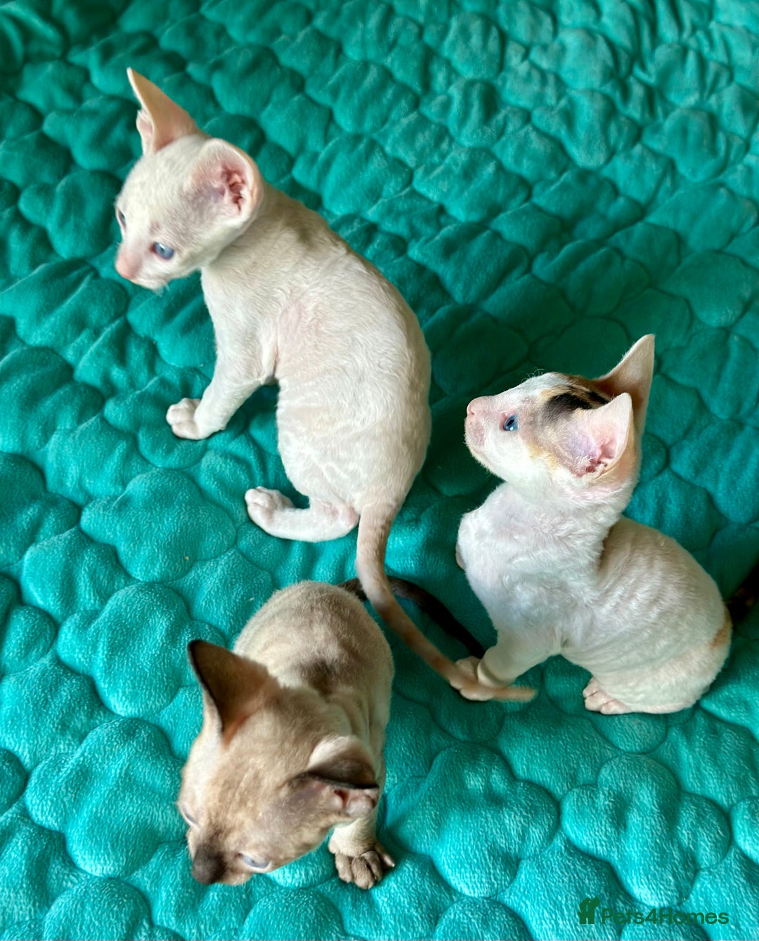 Cornish Rex cats for sale: 🌟 Pure Cornish Rex Kittens Ready for Reservation! - Image 8