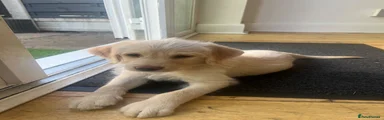 White/golden dark green collar 