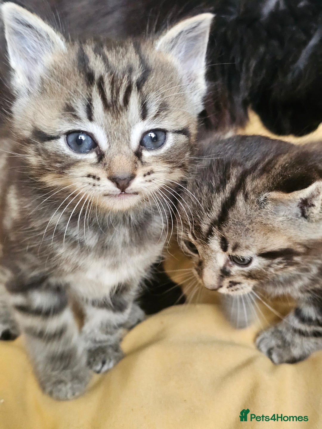 Toybob cats for sale: Bengal / Ragdoll  - Image 6