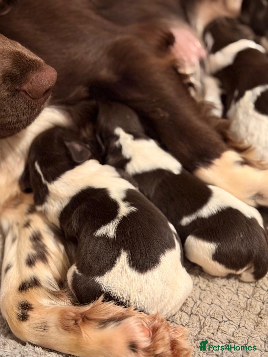 English Springer Spaniel dogs for sale: Traditional Kc Reg English Springer Spaniel Pups.. - Advert 15