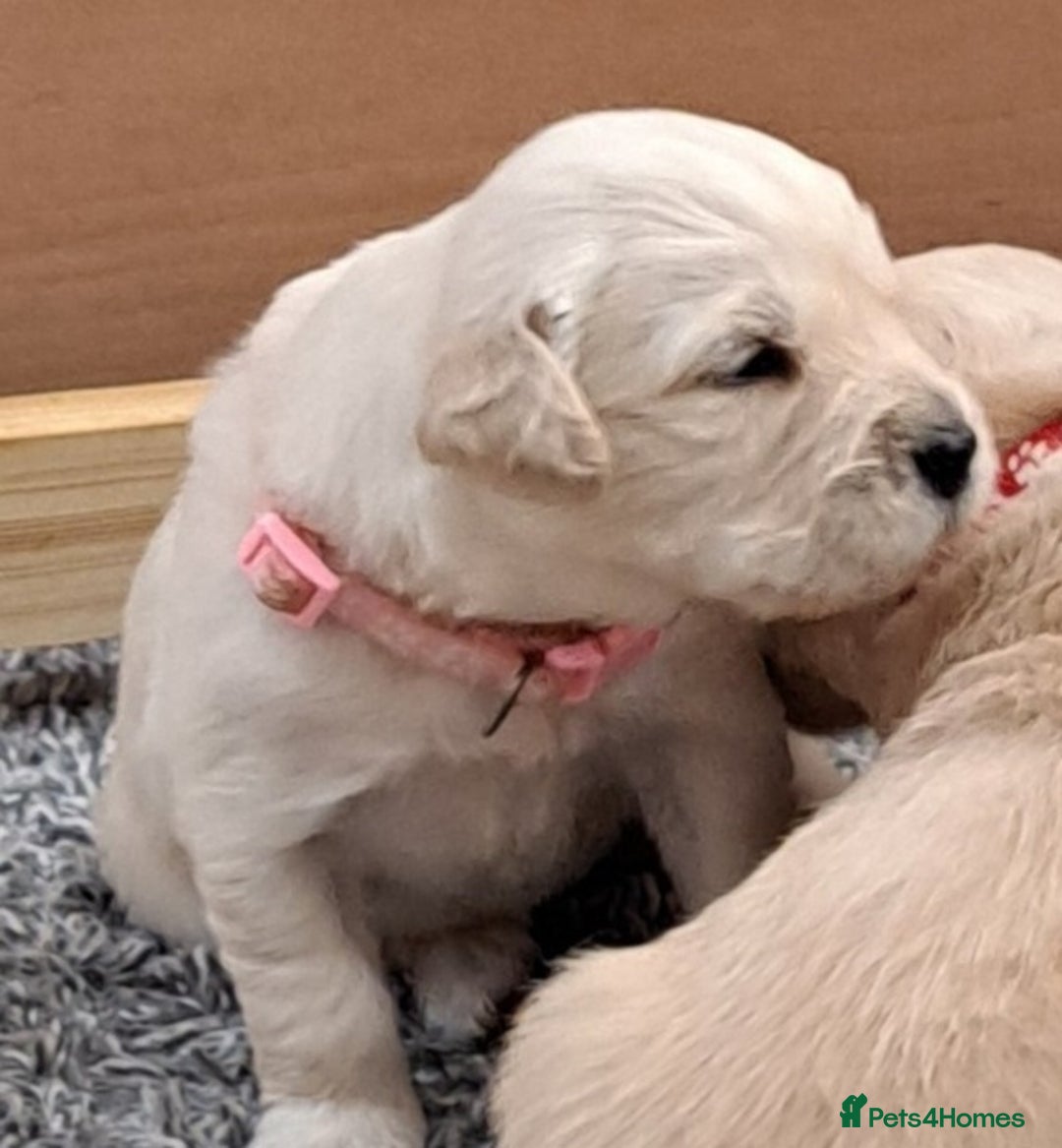 Golden Retriever dogs for sale: Gorgeous pedigree golden retriever puppies - Image 17