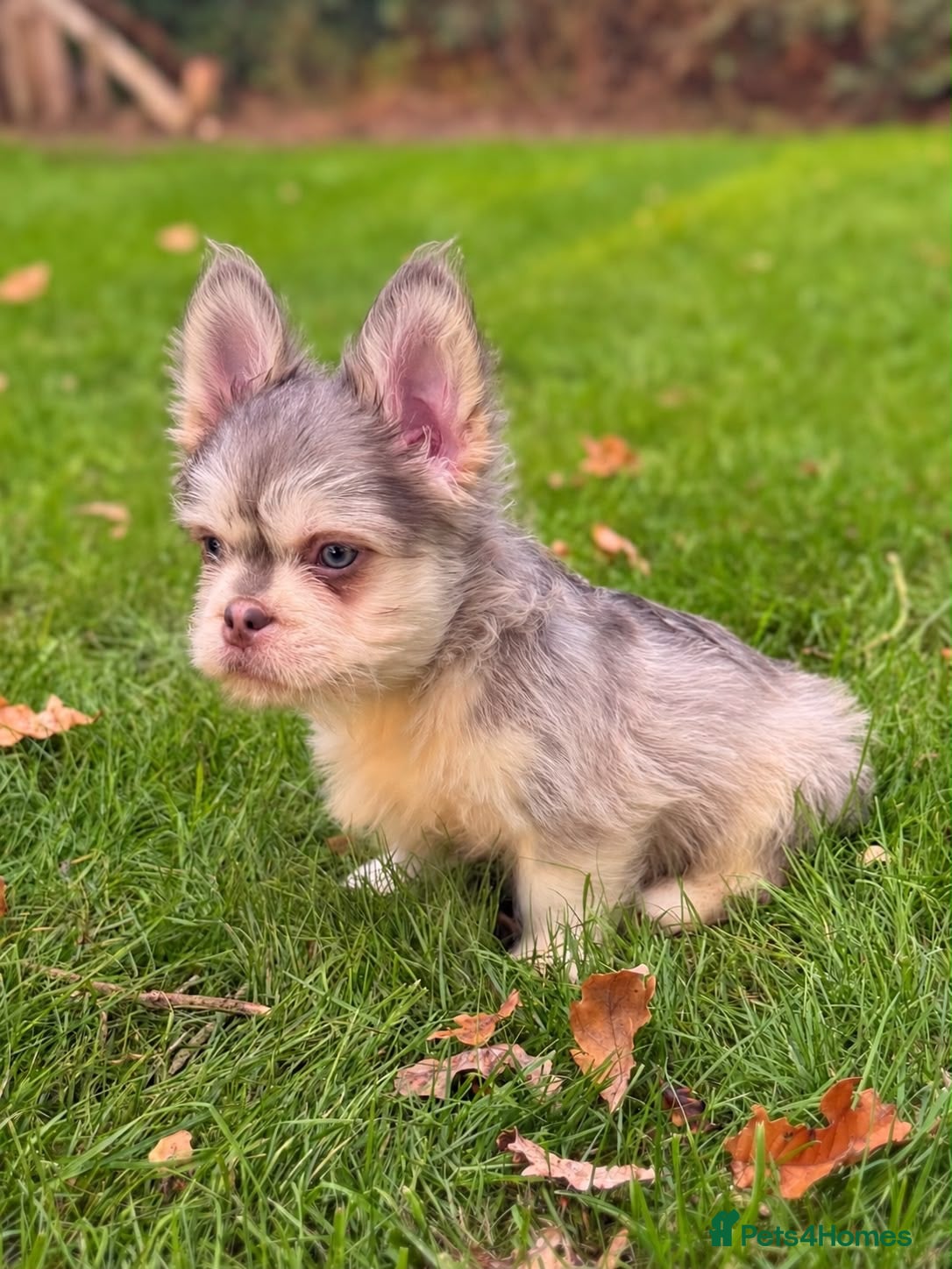 French Bulldog dogs French Bulldog Floodle/Fluffy/Pink - Advert 1