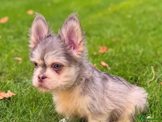 French Bulldog dogs for sale: French Bulldog Floodle/Fluffy/Pink - Advert 2
